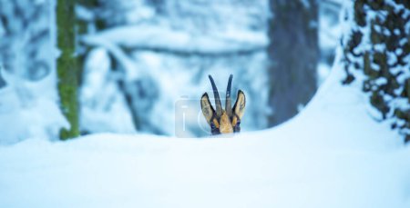 Foto de Gamuza de montaña en el clima helado en el bosque nevado, la mejor foto. - Imagen libre de derechos