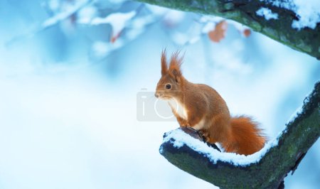 Photo for Squirrel sitting in in freezing weather a tree in winter and looking for food, the best photo. - Royalty Free Image