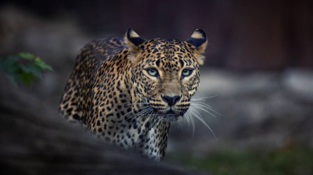 Foto de Norte de China leopardo Panthera pardus japonensis fondo negro Zoo, la mejor foto. - Imagen libre de derechos