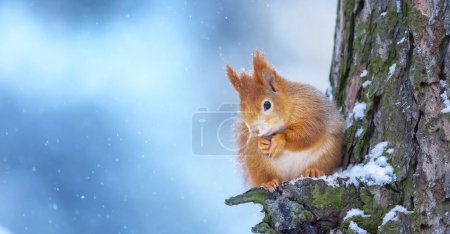Photo for Squirrel sitting in a tree in winter and looking for food, the best photo. - Royalty Free Image