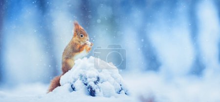Photo for Squirrel sitting in a tree in winter and looking for food, the best photo. - Royalty Free Image