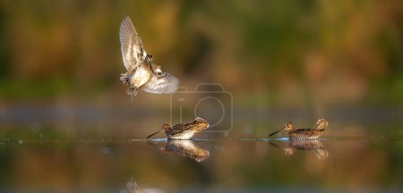 The Common Snipe Gallinago gallinago flies over the water and prepares for spring courtship and mating, the best photo