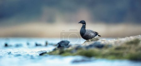 Photo for Brant or brent goose Branta bernicla is looking for a life partner during courtship, the best photo. - Royalty Free Image