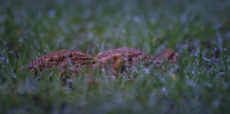 Grauphuhn Perdix perdix hockt paarweise im Gras und versucht unsichtbar zu sein, das beste Foto.