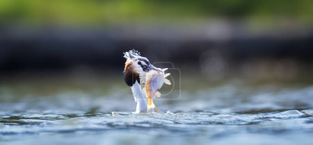 Podiceps cristatus bei der Jagd auf einen Fisch, wenn er Beute im Schnabel hat und sie fressen wird, das beste Foto.
