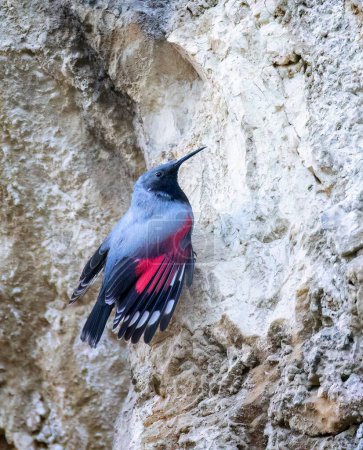 Tichodroma muraria hüpft auf den Felsen und sucht Nahrung in den Felsspalten, das beste Foto.