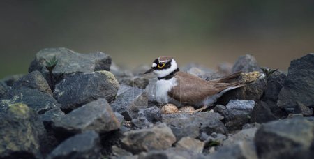 Charadrius dubius little ringed plover sits on the eggs and guards the nest, the best photo.