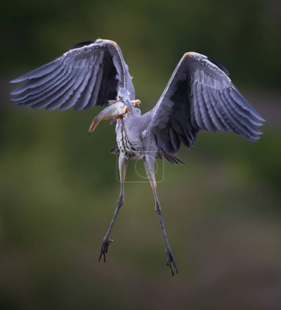 Egretta garzetta stands flies to the nest with a catch with a fish in its beak, the best photo.