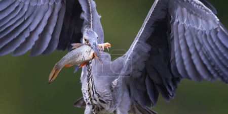 Egretta garzetta se levanta vuela al nido con una captura con un pez en su pico, la mejor foto.