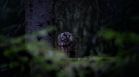 Aegolius funereus se sienta en una rama y mira a la presa, la mejor foto