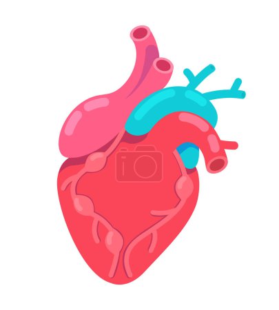 Illustration for Beating human heart 2D cartoon object. Anatomical organ cardiology medicine isolated vector item white background. Diagnosis electrocardiogram. Heart transplantation color flat spot illustration - Royalty Free Image