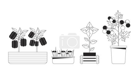 Illustration for Veggies plants in pots black and white 2D line cartoon objects set. Potted vegetables herbs planting isolated vector outline items collection. Indoor garden farm monochromatic flat spot illustrations - Royalty Free Image