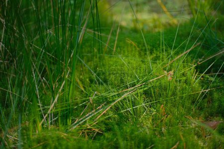 Photo for A lush green field of grass and moss in a forest - Royalty Free Image