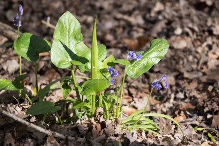 Photo for Adam and Eve plant, Arum maculatum, with some Bluebells growing in the spring sunshine - Royalty Free Image