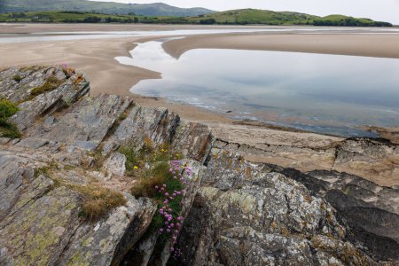 Photo for Sea Pinks growing on rocks by the sea at Portmeirion - Royalty Free Image