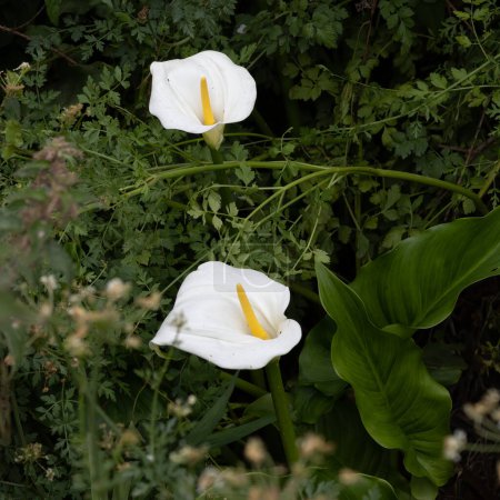 Téléchargez les photos : Lillies de la Paix, Cala paiustris, floraison à Polzeath Cornwall - en image libre de droit