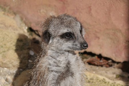 Photo for Meerkat, Suricata suricatta, on Sentry duty - Royalty Free Image