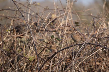 Hedge Accentor, Dunnock, perched on a bramble in springtime