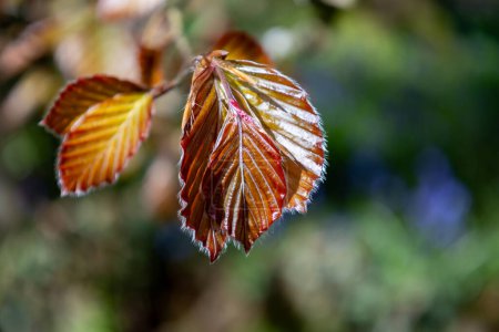 Rotbuche, Fagus Sylvatica Atropunicea, Blätter im Frühling
