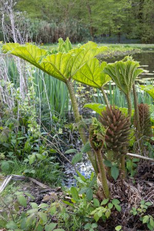 Photo for Brazilian Giant Rhubarb, Gunnera manicata,  conical branched panicle growing in springtime in East Sussex - Royalty Free Image