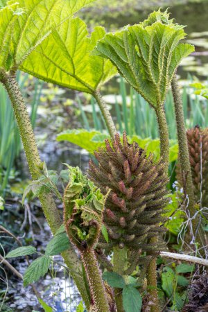 Ruibarbo gigante brasileño, Gunnera manicata, panícula ramificada cónica creciendo en primavera en Sussex Oriental