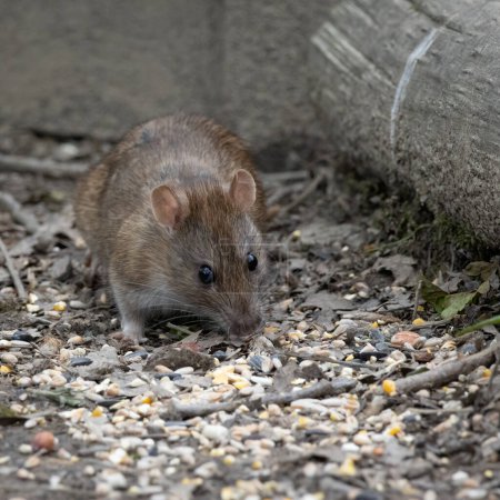 Rat brun se nourrissant de graines d'oiseaux