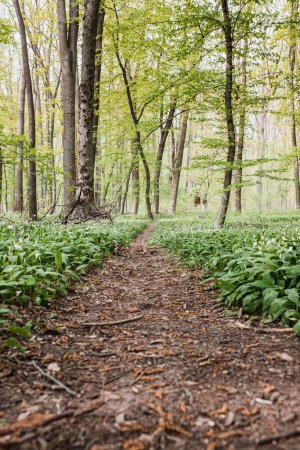 Photo for Huge amount of bear garlic floweing in forest - Royalty Free Image