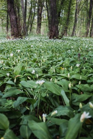 Photo for Huge amount of bear garlic floweing in forest - Royalty Free Image