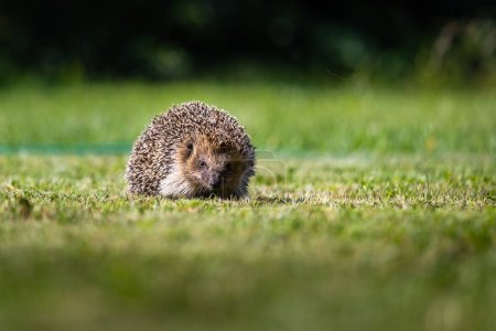 Photo for Hedgehog running on a lush green meadow. The hedgehog is curled up in a ball and its spines are visible. - Royalty Free Image