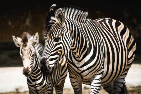 Téléchargez les photos : Zebra et son poulain interagissent de façon ludique et touchent le nez et le poulain essaie d'imiter sa mère. - en image libre de droit