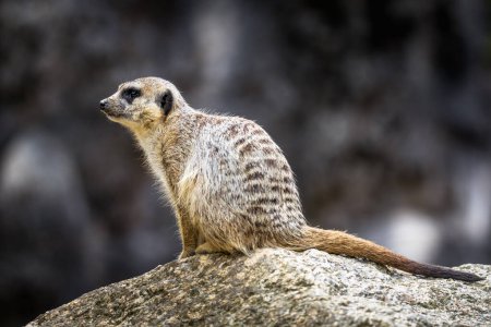 Téléchargez les photos : Meerkat debout sur une plaine herbeuse. Le suricate cherche des prédateurs.. - en image libre de droit
