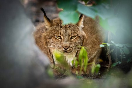 Photo for Eurasian lynx (Lynx lynx) in its natural habitat in the Czech Republic. The lynx is the largest wild cat species in Europe and serves as a symbol of strength, beauty, and wilderness. - Royalty Free Image