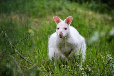 Téléchargez les photos : Le kangourou blanc se tient paisiblement dans un champ herbeux. Le kangourou est un symbole de la faune unique de l'Australie, - en image libre de droit