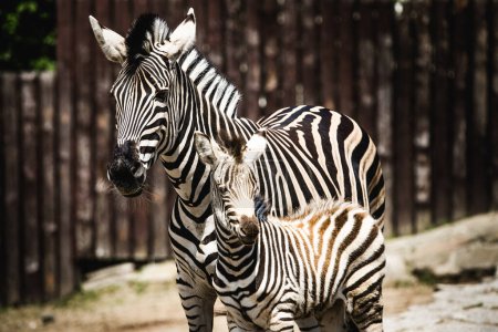 Téléchargez les photos : Zebra et son poulain interagissent de façon ludique et touchent le nez et le poulain essaie d'imiter sa mère. - en image libre de droit