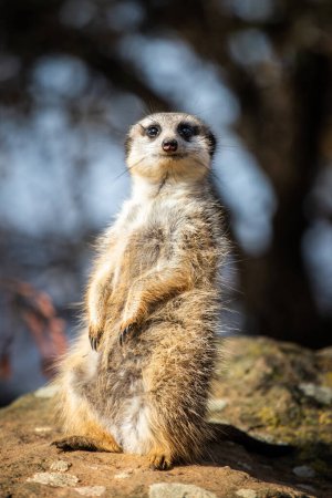 Photo for Meerkat standing upright on a grassy plain in Africa. The meerkat is looking around for predators. - Royalty Free Image