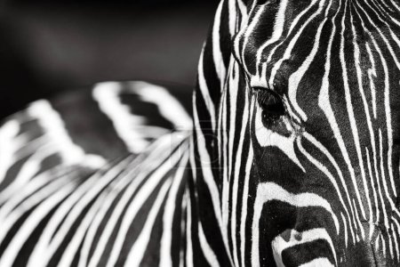 Téléchargez les photos : Zèbre, un mammifère africain rayé noir et blanc réputé pour son apparence distinctive et sa démarche gracieuse - en image libre de droit