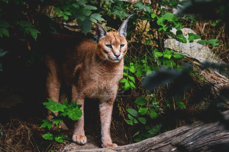 Photo for Caracal (Caracal caracal), a medium-sized wild cat species native to Africa and Asia. - Royalty Free Image