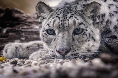 Photo for Snow leopard (Panthera uncia), a majestic and elusive big cat species found in the rugged mountain ranges of Central Asia. With its thick fur, piercing blue eyes, and graceful movements, the snow leopard is a true marvel of the natural world. - Royalty Free Image