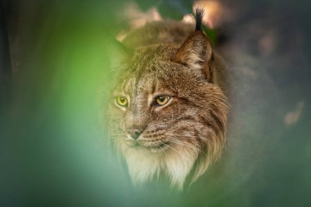 Photo for Eurasian lynx (Lynx lynx) in its natural habitat in the Czech Republic. The lynx is the largest wild cat species in Europe and serves as a symbol of strength, beauty, and wilderness. - Royalty Free Image