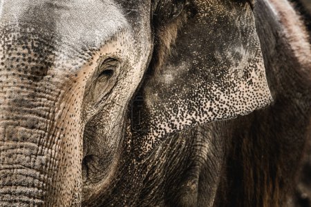 Close-up detail of an elephant, revealing the intricate textures and patterns of its skin