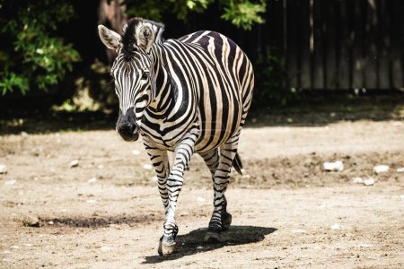 Photo for Zebra, a black-and-white striped African mammal renowned for its distinctive appearance and graceful gait - Royalty Free Image