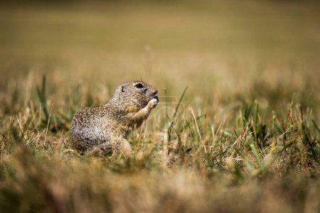 Photo for Ground squirrel is a small and charming rodent found in various regions of North America, Europe, and Asia. Known for their distinctive groundhog-like appearance, playful behavior, and chirpy calls. - Royalty Free Image