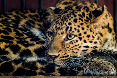 Le léopard chinois (Panthera pardus orientalis), une espèce rare et insaisissable de grands félins originaire de Chine.