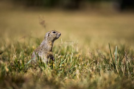 Ground squirrel is a small and charming rodent found in various regions of North America, Europe, and Asia. Known for their distinctive groundhog-like appearance, playful behavior, and chirpy calls.