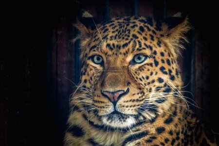 Chinesischer Leopard (Panthera pardus orientalis), eine seltene und schwer fassbare Großkatzenart aus China.