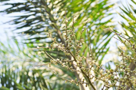 Téléchargez les photos : Wodyetia bifurcata, Wodyetia bifurcate AK Irvine ou PALMAE ou Foxtail Palm ou graine de palmier sur l'arbre - en image libre de droit