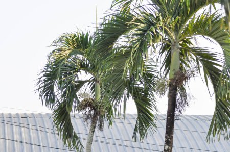 Téléchargez les photos : Wodyetia bifurcata, Wodyetia bifurcate AK Irvine ou PALMAE ou Foxtail Palm ou graine de palmier sur l'arbre - en image libre de droit