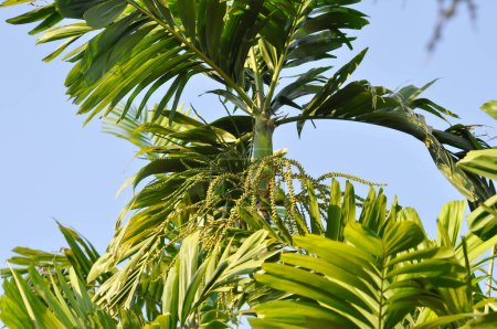 Photo for Areca nut, Areca nut palm or Areca palm or Betel nut palm or Betel Nuts or Areca catechu L or ARECACEAE or PALMAE or PALMACEAE or Areca nut seed on the tree - Royalty Free Image
