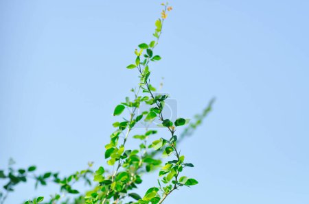 Foto de Pithecellobium dulce Roxb Benth,Madras thorn, Manila tamarind, FABACEAE plant and sky background - Imagen libre de derechos