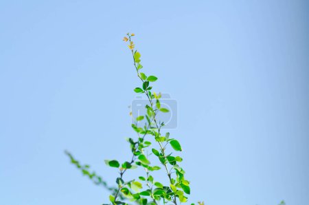 Foto de Pithecellobium dulce Roxb Benth,Madras thorn, Manila tamarind, FABACEAE plant and sky background - Imagen libre de derechos